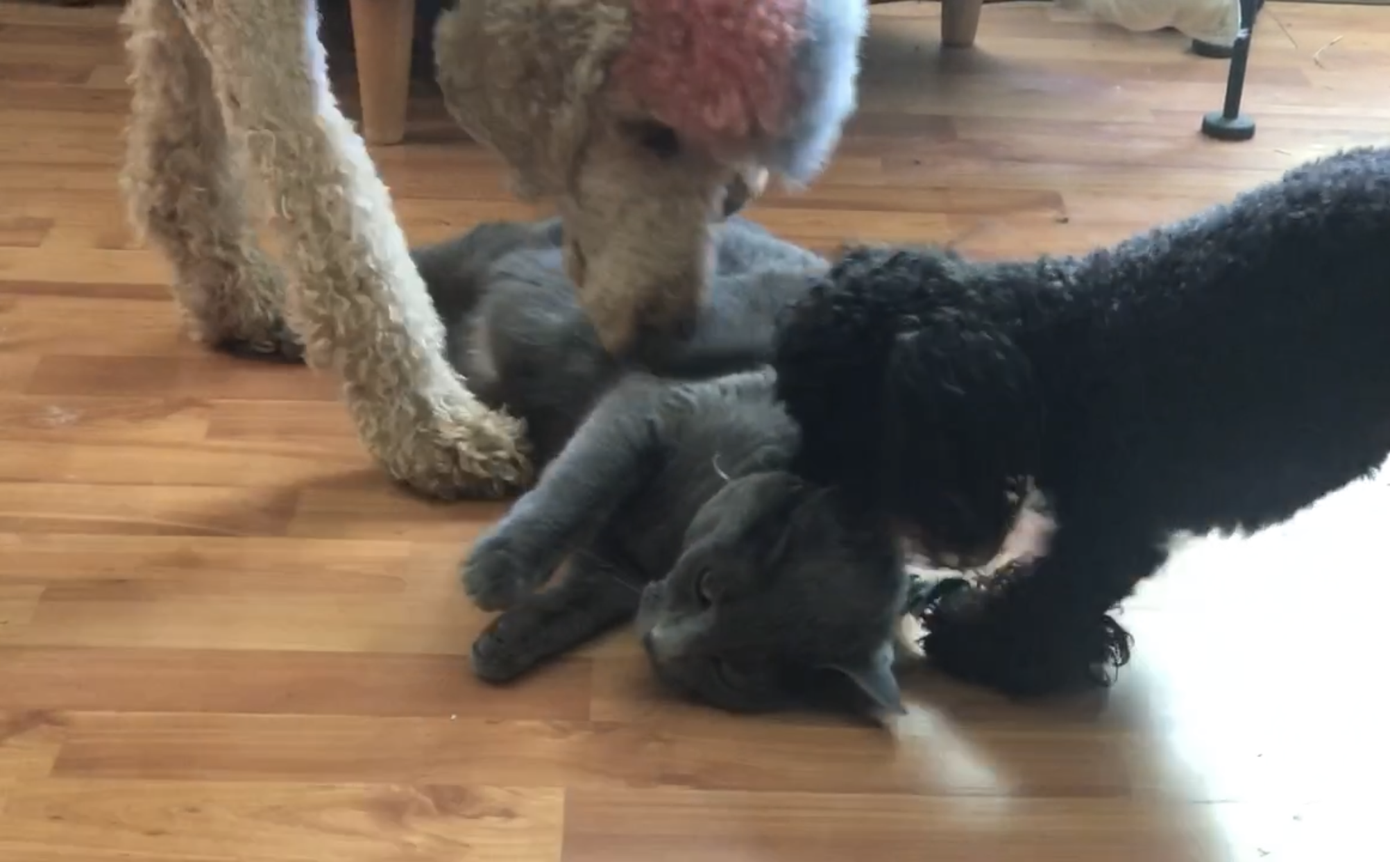 big and little dogs playing with a cat