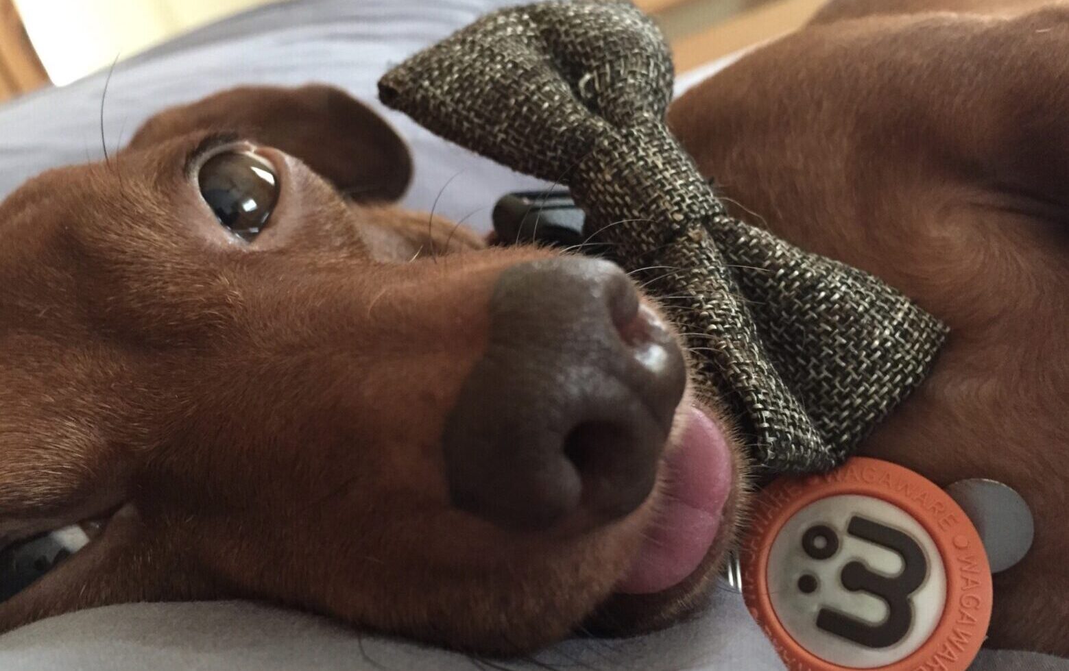 Red mini dachshund lying down sticking her tongue out