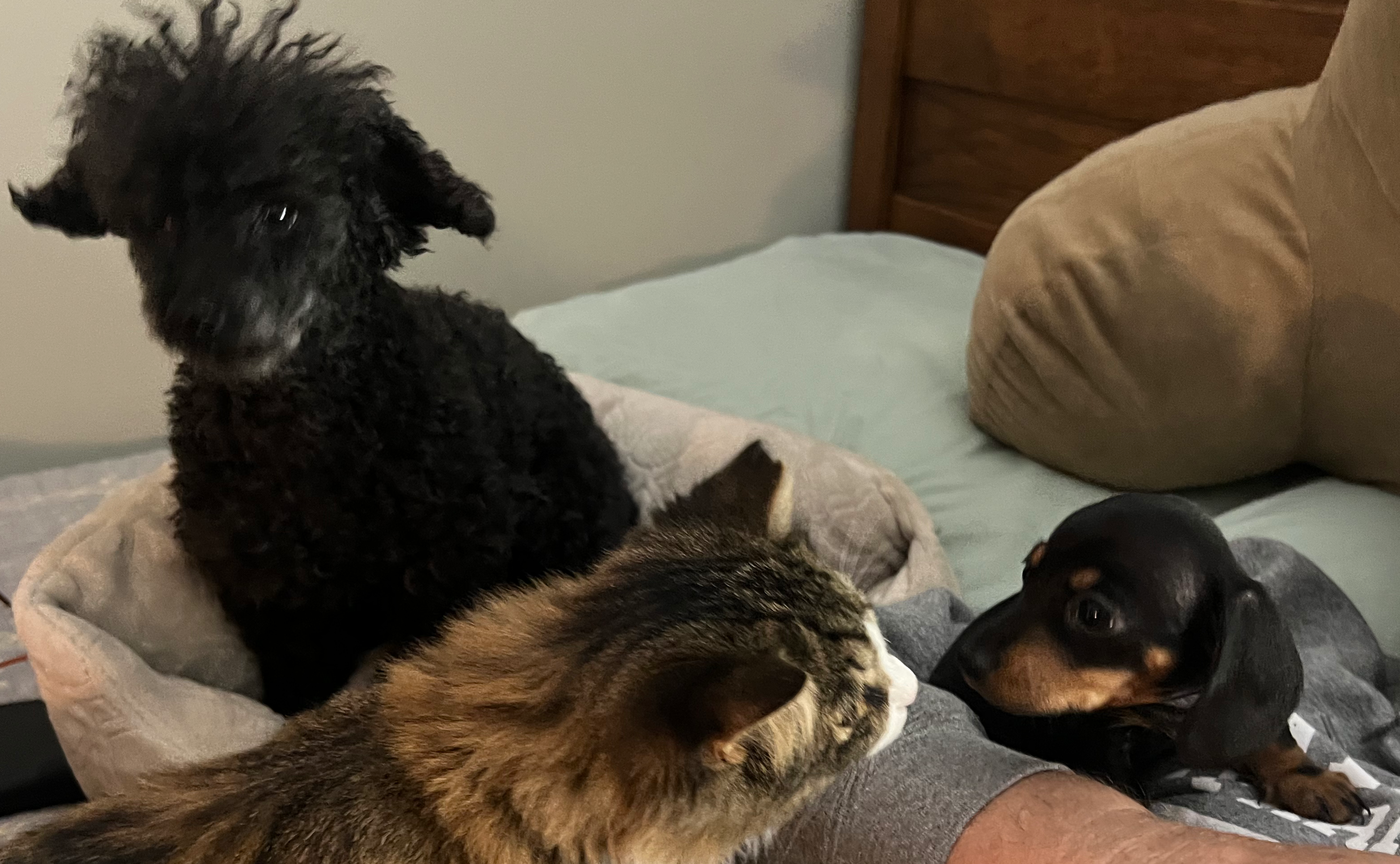 Puppy meeting cat and dog